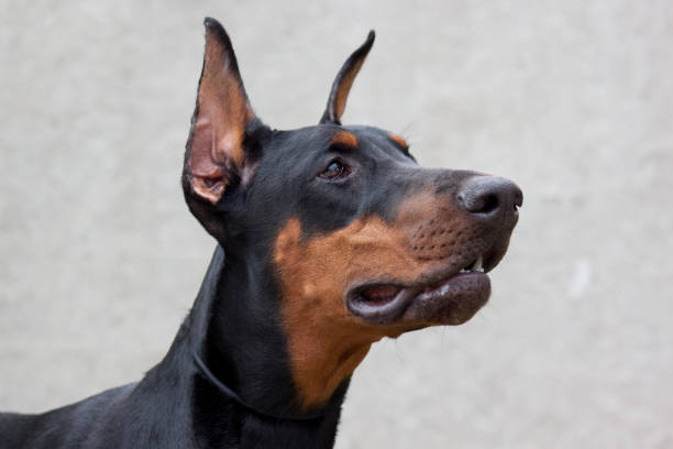 istock Doberman pinscher isolated on a gray background. 992878980