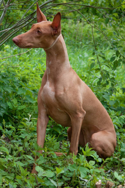 istock Pharaoh hound is sitting on a green meadow. 992879084