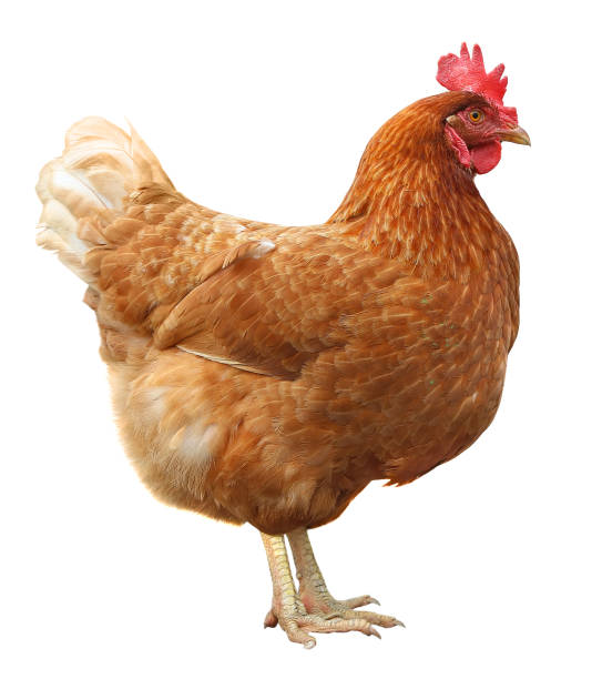 istock Brown hen isolated on white background 992885030