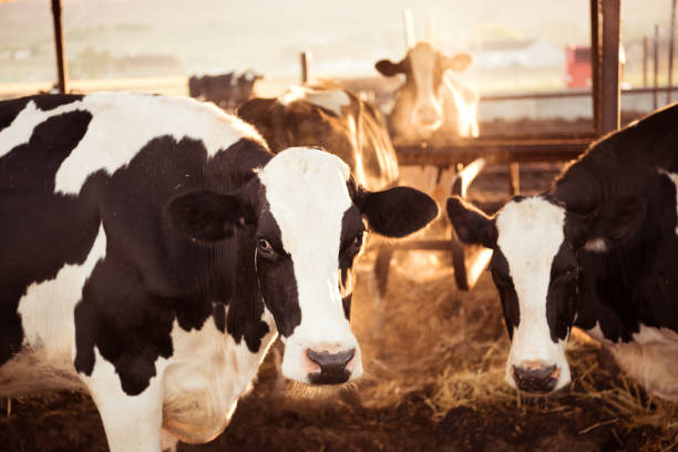 istock Cows in dairy farm, just at sunrise 992886054