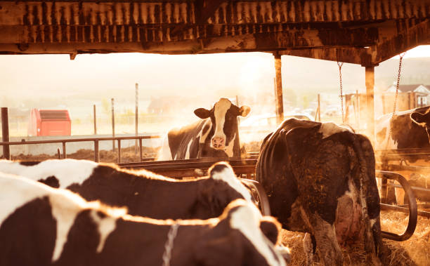 istock Cows in dairy farm, just at sunrise 992886102