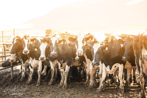 istock Cows in dairy farm, just at sunrise 992889030