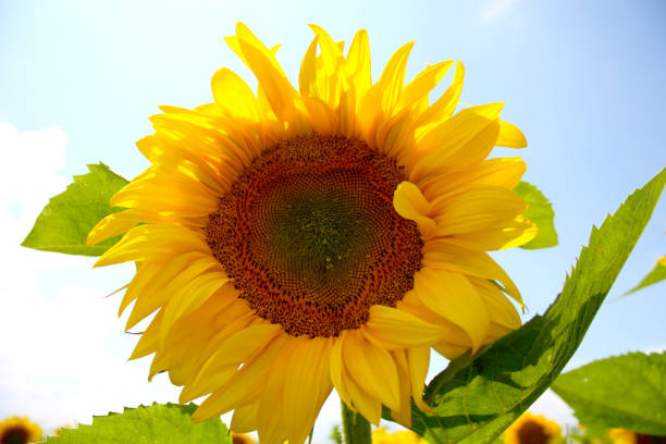 istock sunflower on the blue sky background 992893438