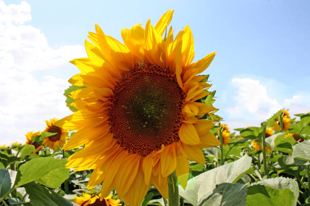 istock sunflower on the blue sky background 992893768