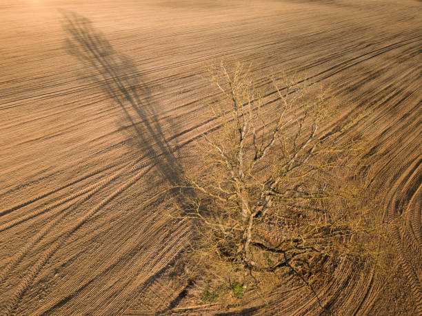 istock Spring arable land. A field and a lonely tree. View from above. Aerial, drone. 992898410