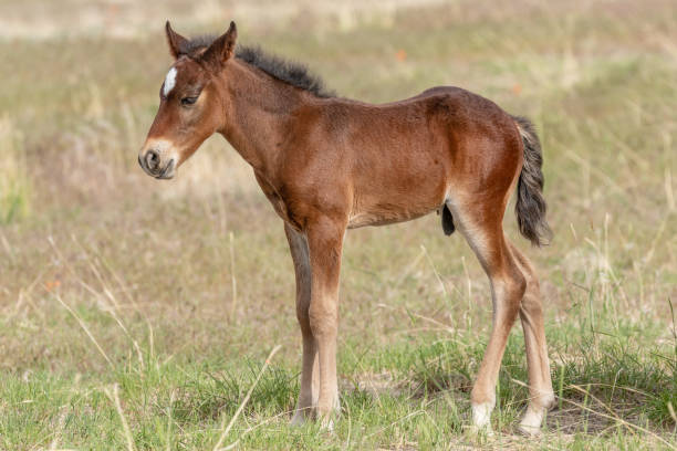 istock Cute Wild Horse Foal 992909796