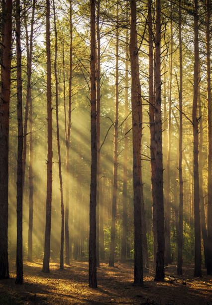 istock Beautiful morning scene, sun rays break through the branches of trees. 992909908