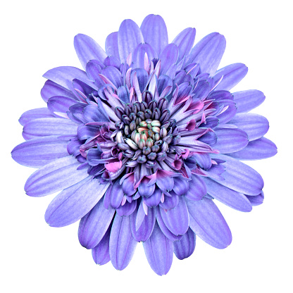 A bright fancy Cosmos flower cut out on a white background.  This blossom has purple and blue petals with pink color growth in the center.