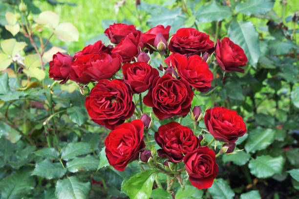 istock Red roses bloomed on the Bush,like a bouquet 992913932