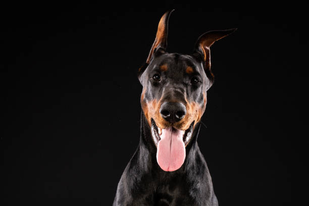 istock Portrait of doberman pinscher on black background 992914236