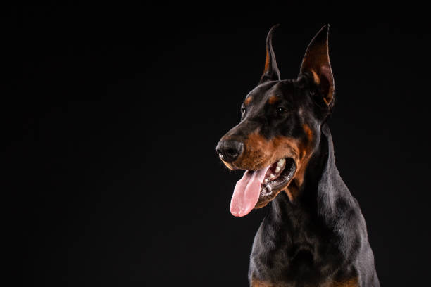 istock Portrait of doberman pinscher on black background 992914290
