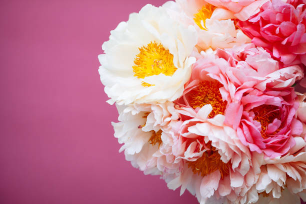 istock Close up of pink peony on pink background 992914322