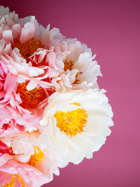 istock Close up of pink peony on pink background 992914414