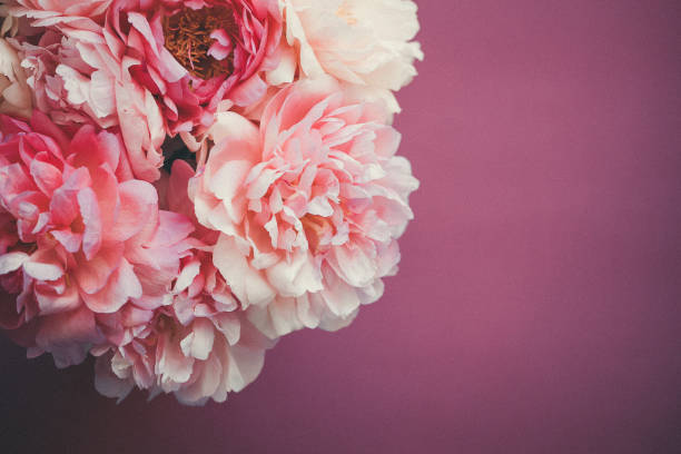 istock Close up of pink peony on pink background 992914620