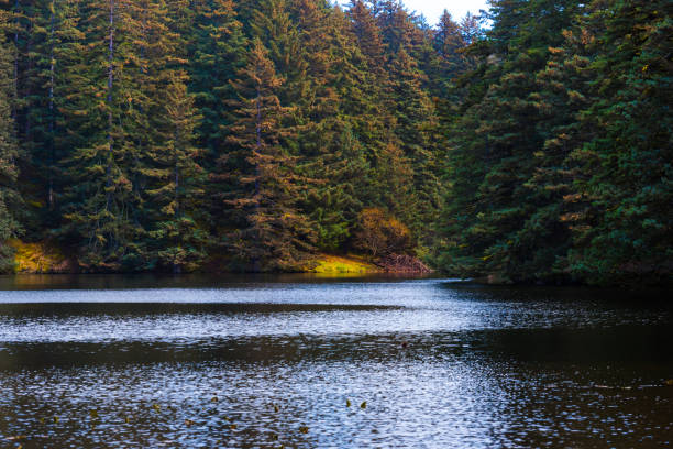 istock A Quiet Lake in the Rain Forest 992923500