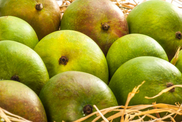istock lots of Green mangoes on grass 992923754