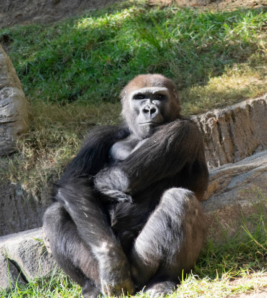 istock Lounging Ape at Park 992928448