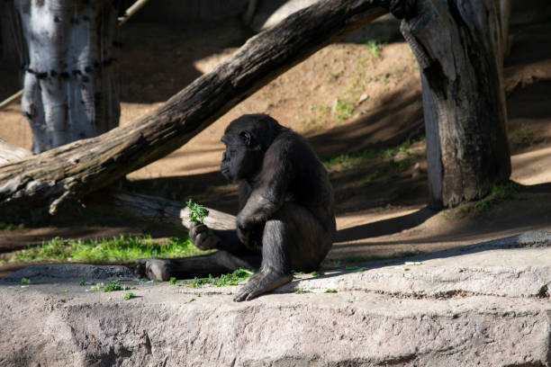 istock Hungry Ape in Park 992928466