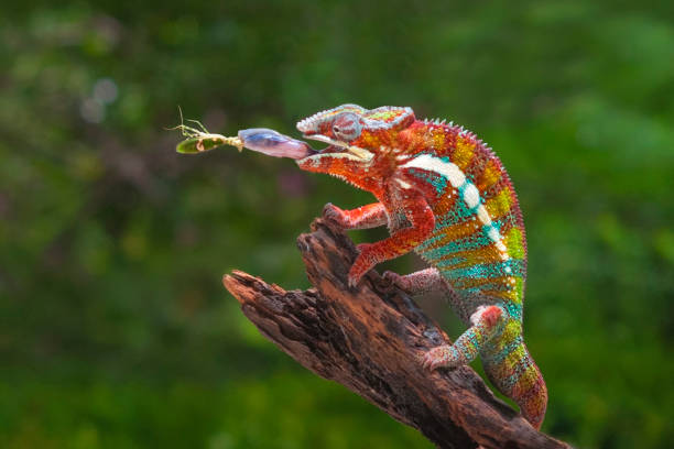 chameleon sitting on a tree branch catching a mantis chameleon sitting on a tree branch catching a mantis prehensile tail stock pictures, royalty-free photos & images
