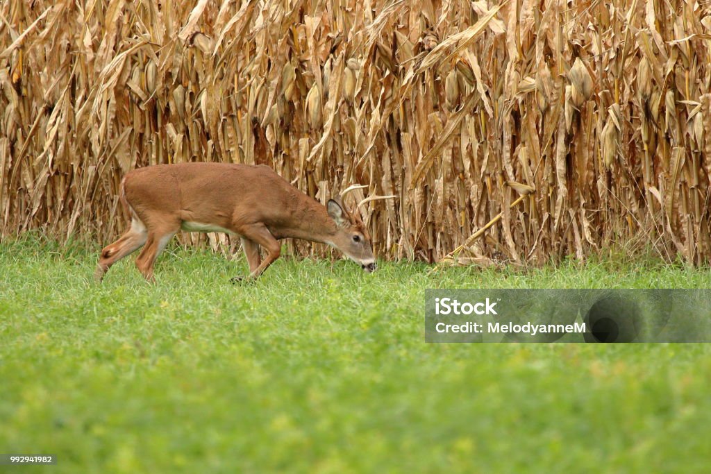 Automne Whitetail Buck - Photo de Famille du cerf libre de droits