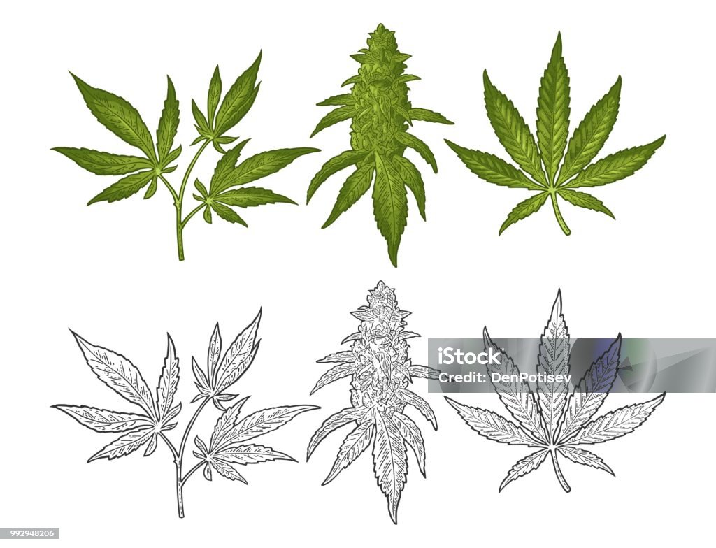 Marijuana mature plant with leaves and buds. Vector engraving illustration Marijuana mature plant with leaves and buds cannabis. Hand drawn design element. Vintage color vector engraving illustration for label, poster, web. Isolated on white background Cannabis Plant stock vector