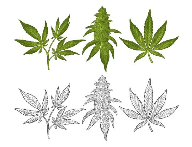 Marijuana mature plant with leaves and buds. Vector engraving illustration Marijuana mature plant with leaves and buds cannabis. Hand drawn design element. Vintage color vector engraving illustration for label, poster, web. Isolated on white background weed leaf stock illustrations