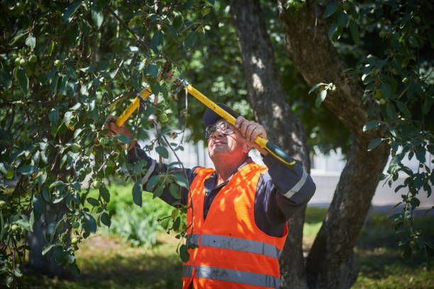 Uomo giardinaggio Potatura Alberi paesaggistici - foto stock