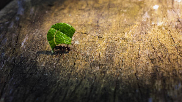 formica che porta una foglia - determination ant strength effort foto e immagini stock