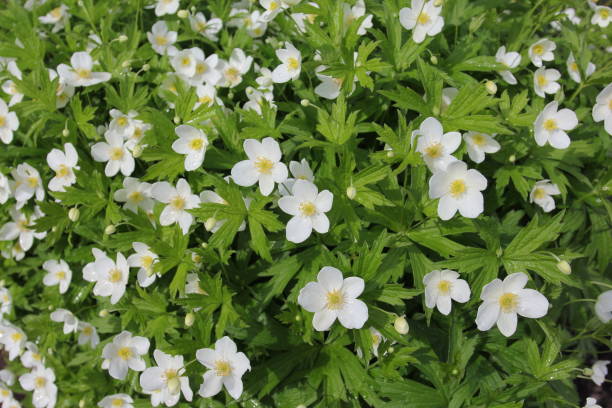 istock Background with wet white enemion flowers 992961176