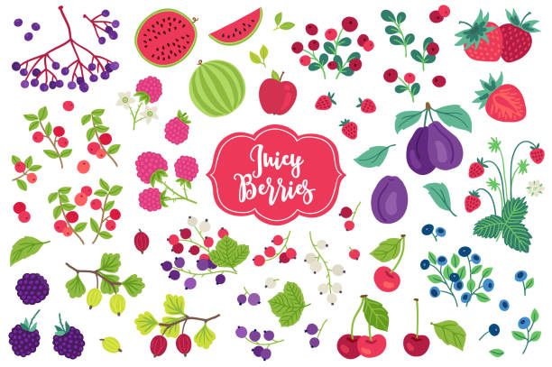 ilustraciones, imágenes clip art, dibujos animados e iconos de stock de conjunto de frutas - sandía, manzana, fresa, ciruela, grosella, grosella, arándano - gooseberry fruit bush green