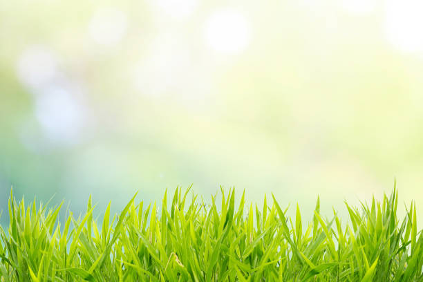istock Grass field and abstract nature blurred green bokeh background 992972022