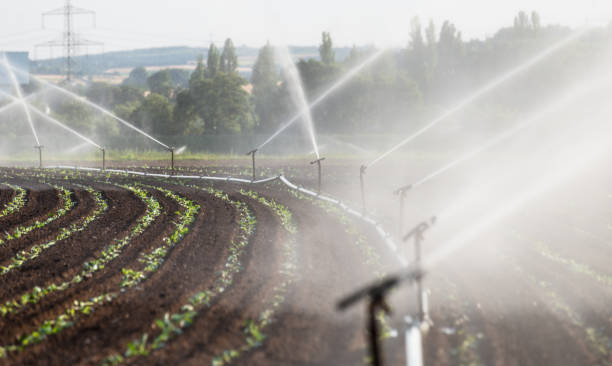 istock Watering crops in western Germany with Irrigation system using sprinklers in a cultivated field. 992972398