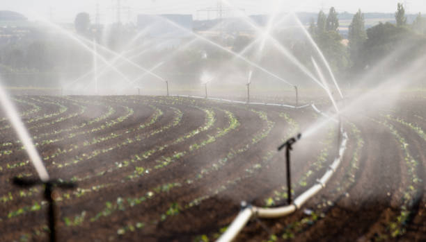 istock Watering crops in western Germany with Irrigation system using sprinklers in a cultivated field. 992972414