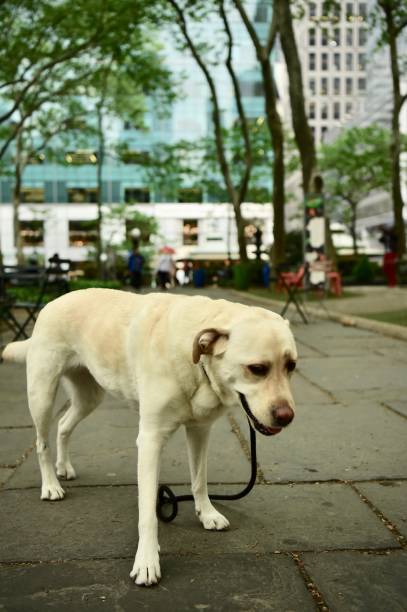 istock Labrador Retriever in Bryant Park 992978218