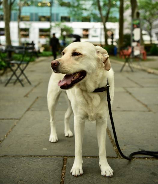 istock Labrador Retriever in Bryant Park 992979606