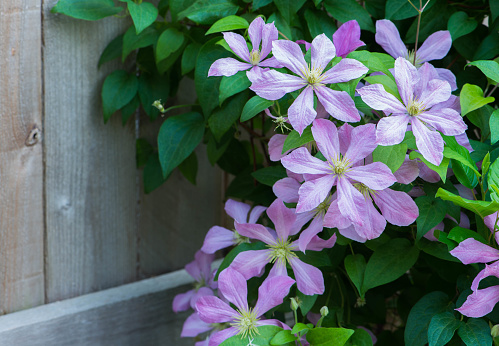 A pink clematis adorns a fence in a late springtime. Southwestern British Columbia, Canada. \n\nPlant Hardiness Zone 8.