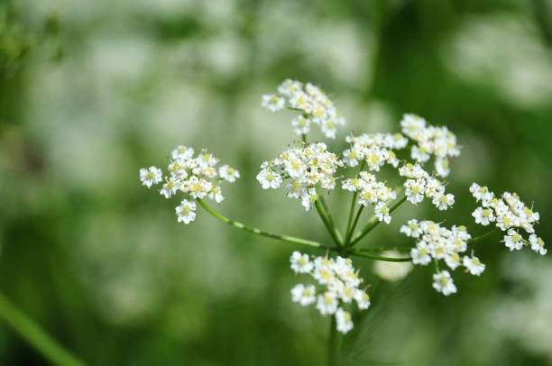 dolde persischer kümmel-anlage - caraway seed stock-fotos und bilder