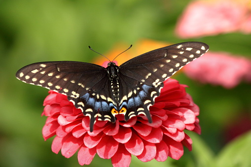 A Black Swallowtail Butterfly feeds on brightly colored heirloom zinnia flowers in my garden on a summer day.