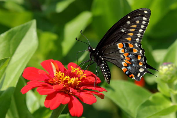 istock Black Swallowtail Butterfly in Flower Garden 992984974