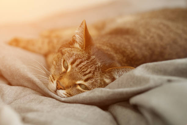 istock lovely not thoroughbred cat lies on the bed 992985294