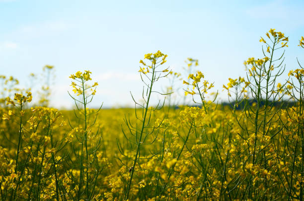 istock Bright yellow canola field under blue sky summer day 992987694