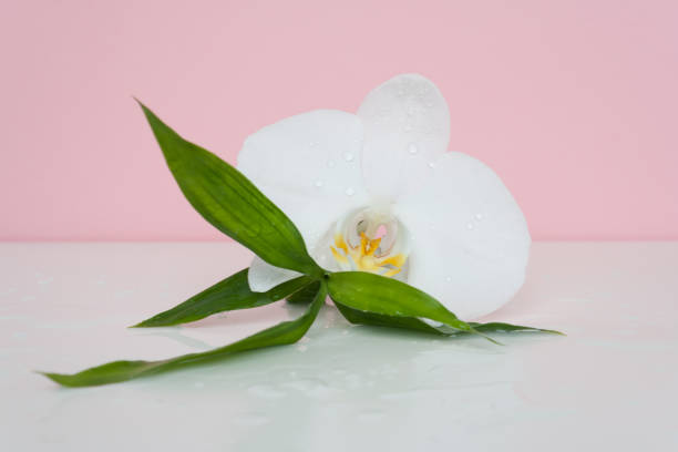 istock Orchid close-up with bamboo leaves and water drops 992992248