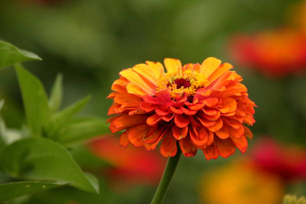 istock Orange Heirloom Zinnia 992993090