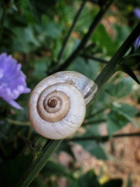 istock a snail in a blooming garden 992993418