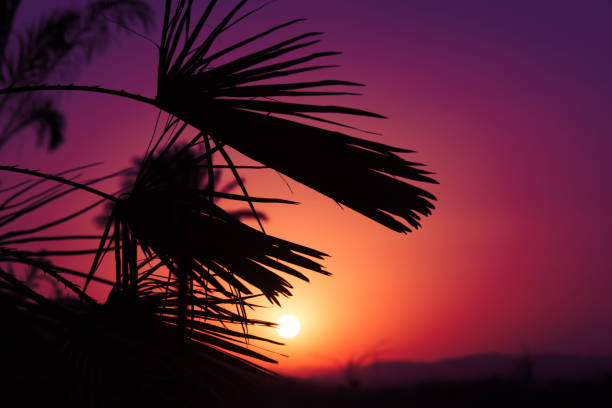 istock Andalusian sunset with silhouette palm trees 992997304