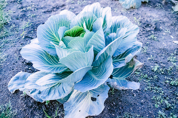 istock harvesting cabbage. in the hands of white cabbage 992997796