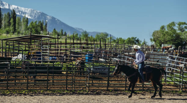 istock Utah cowboy and his horse 992998144