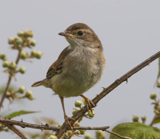 istock Young Whitethroat at Stokes Bay 993002506