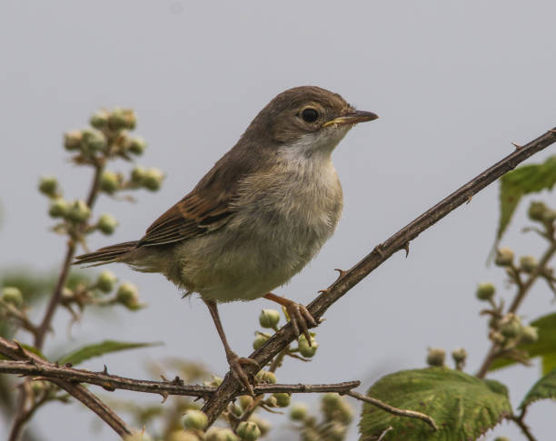istock Young Whitethroat at Stokes Bay 993002520