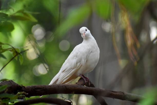 istock peace bird white bird symbol of peace 993003100